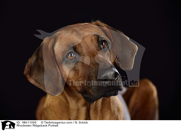 Rhodesian Ridgeback Portrait / Rhodesian Ridgeback Portrait / NN-11095