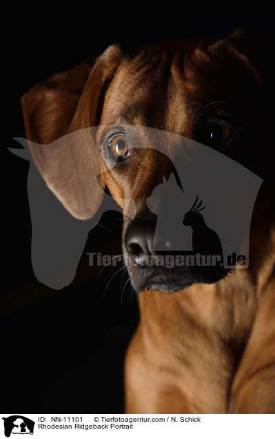 Rhodesian Ridgeback Portrait / Rhodesian Ridgeback Portrait / NN-11101