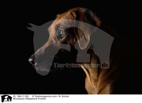 Rhodesian Ridgeback Portrait / Rhodesian Ridgeback Portrait / NN-11106