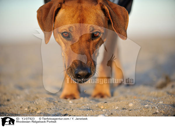 Rhodesian Ridgeback Portrait / Rhodesian Ridgeback Portrait / YJ-07923