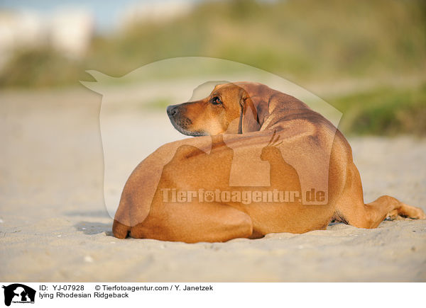 liegender Rhodesian Ridgeback / lying Rhodesian Ridgeback / YJ-07928