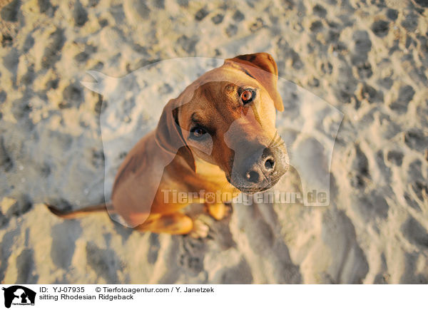 sitzender Rhodesian Ridgeback / sitting Rhodesian Ridgeback / YJ-07935