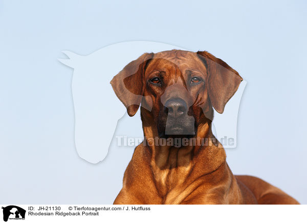 Rhodesian Ridgeback Portrait / Rhodesian Ridgeback Portrait / JH-21130