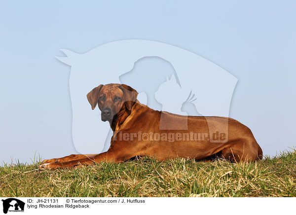 liegender Rhodesian Ridgeback / lying Rhodesian Ridgeback / JH-21131