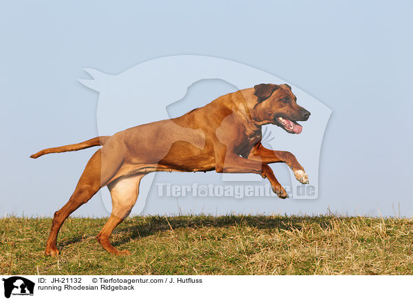 rennender Rhodesian Ridgeback / running Rhodesian Ridgeback / JH-21132