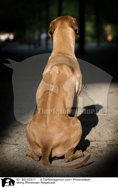 sitzender Rhodesian Ridgeback / sitting Rhodesian Ridgeback / BS-05511