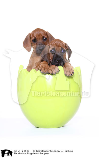 Rhodesian Ridgeback Welpen / Rhodesian Ridgeback Puppies / JH-21540