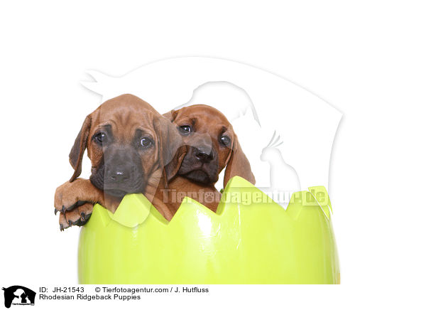 Rhodesian Ridgeback Welpen / Rhodesian Ridgeback Puppies / JH-21543