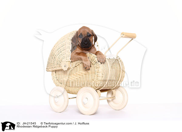 Rhodesian Ridgeback Welpe / Rhodesian Ridgeback Puppy / JH-21545