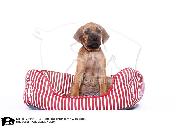 Rhodesian Ridgeback Welpe / Rhodesian Ridgeback Puppy / JH-21561