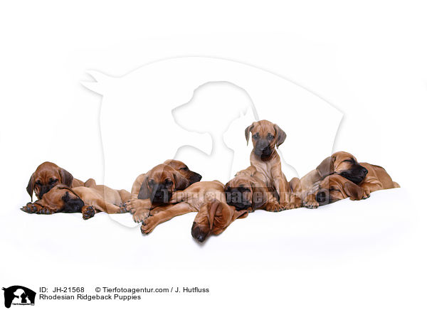 Rhodesian Ridgeback Welpen / Rhodesian Ridgeback Puppies / JH-21568