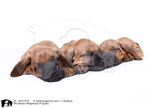 Rhodesian Ridgeback Welpen / Rhodesian Ridgeback Puppies / JH-21570