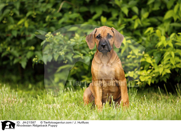 Rhodesian Ridgeback Welpe / Rhodesian Ridgeback Puppy / JH-21587