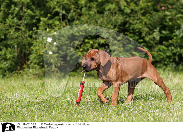 Rhodesian Ridgeback Welpe / Rhodesian Ridgeback Puppy / JH-21589