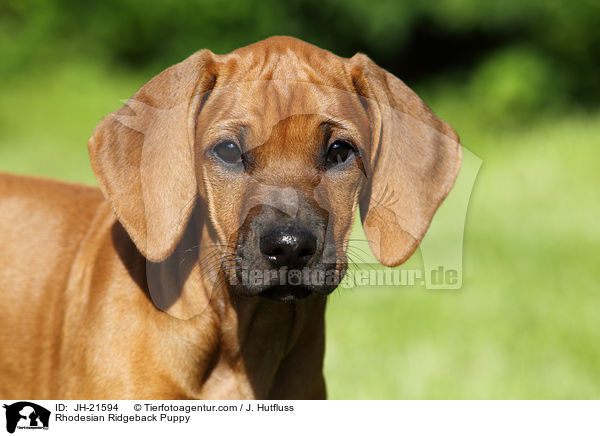 Rhodesian Ridgeback Welpe / Rhodesian Ridgeback Puppy / JH-21594