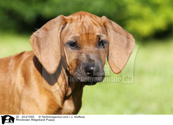 Rhodesian Ridgeback Welpe / Rhodesian Ridgeback Puppy / JH-21595