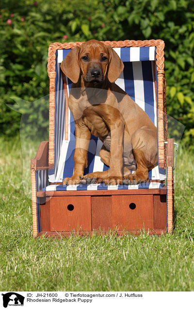 Rhodesian Ridgeback Welpe / Rhodesian Ridgeback Puppy / JH-21600