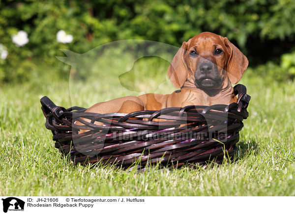 Rhodesian Ridgeback Welpe / Rhodesian Ridgeback Puppy / JH-21606