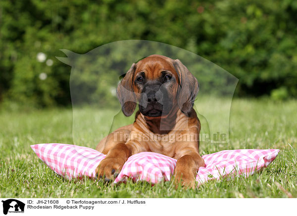 Rhodesian Ridgeback Welpe / Rhodesian Ridgeback Puppy / JH-21608