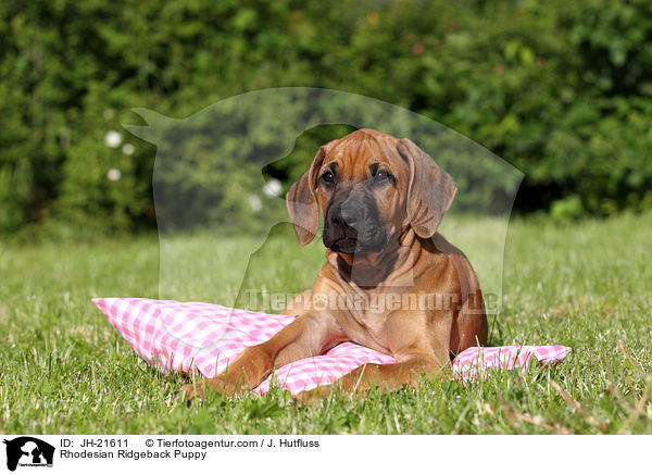 Rhodesian Ridgeback Welpe / Rhodesian Ridgeback Puppy / JH-21611