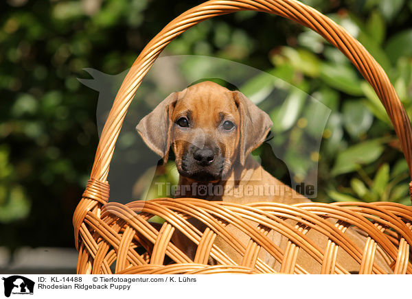 Rhodesian Ridgeback Welpe / Rhodesian Ridgeback Puppy / KL-14488