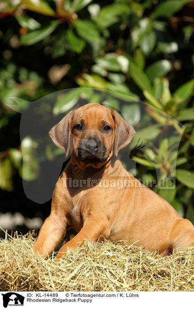 Rhodesian Ridgeback Welpe / Rhodesian Ridgeback Puppy / KL-14489