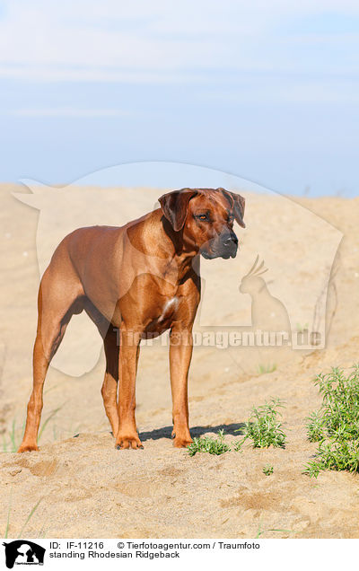 stehender Rhodesian Ridgeback / standing Rhodesian Ridgeback / IF-11216