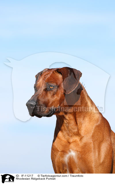 Rhodesian Ridgeback Portrait / Rhodesian Ridgeback Portrait / IF-11217