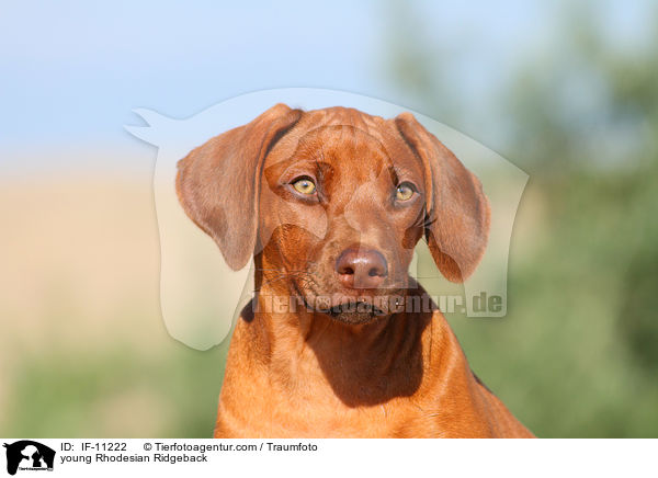 junger Rhodesian Ridgeback / young Rhodesian Ridgeback / IF-11222