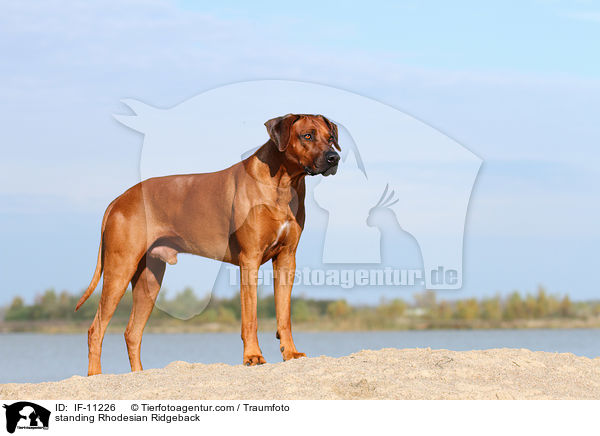 stehender Rhodesian Ridgeback / standing Rhodesian Ridgeback / IF-11226