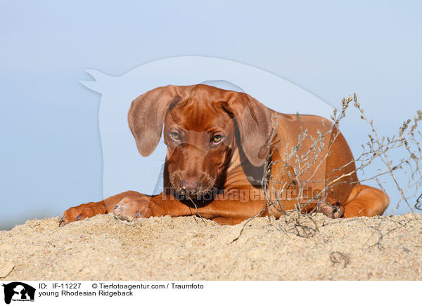 junger Rhodesian Ridgeback / young Rhodesian Ridgeback / IF-11227