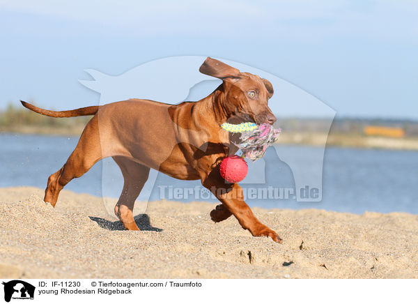 junger Rhodesian Ridgeback / young Rhodesian Ridgeback / IF-11230