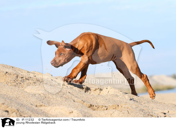 junger Rhodesian Ridgeback / young Rhodesian Ridgeback / IF-11232