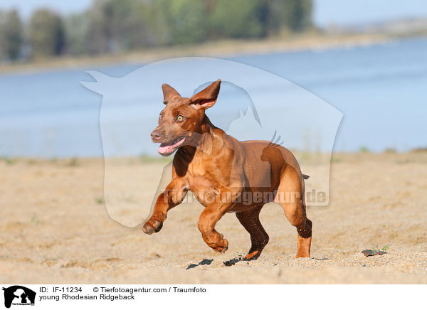 junger Rhodesian Ridgeback / young Rhodesian Ridgeback / IF-11234