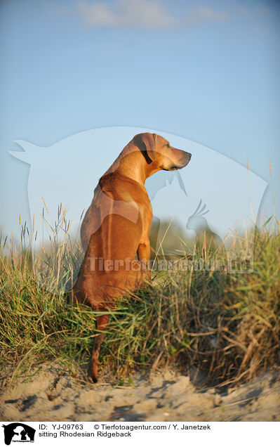 sitzender Rhodesian Ridgeback / sitting Rhodesian Ridgeback / YJ-09763