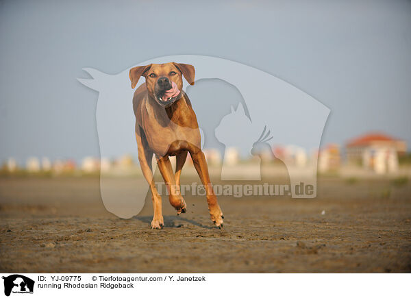 rennender Rhodesian Ridgeback / running Rhodesian Ridgeback / YJ-09775