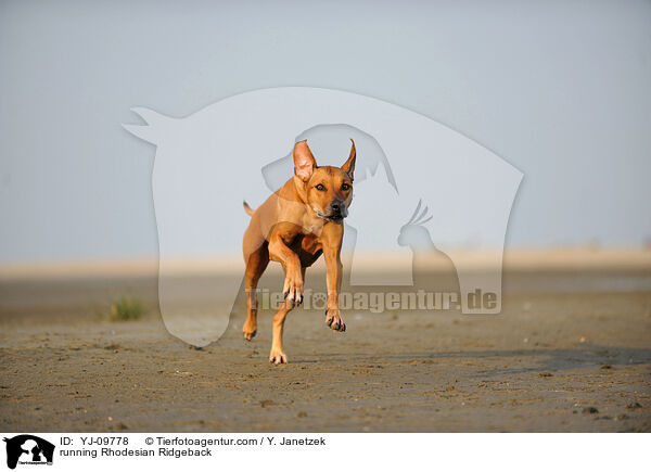 rennender Rhodesian Ridgeback / running Rhodesian Ridgeback / YJ-09778