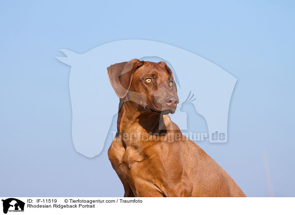 Rhodesian Ridgeback Portrait / Rhodesian Ridgeback Portrait / IF-11519