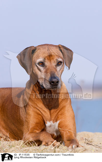 liegender Rhodesian Ridgeback / lying Rhodesian Ridgeback / IF-11535