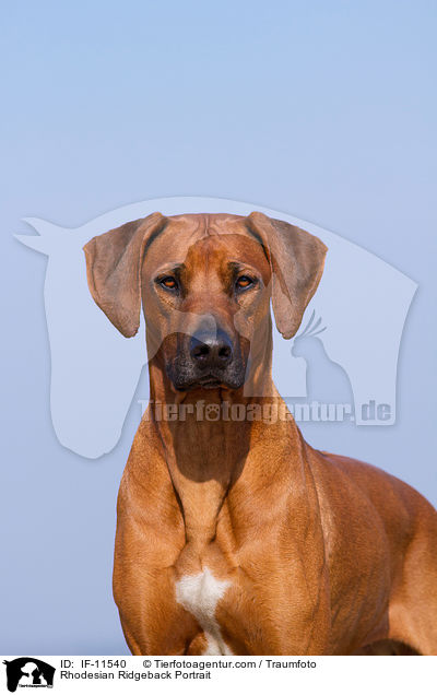 Rhodesian Ridgeback Portrait / Rhodesian Ridgeback Portrait / IF-11540