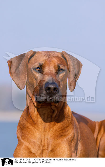 Rhodesian Ridgeback Portrait / Rhodesian Ridgeback Portrait / IF-11543