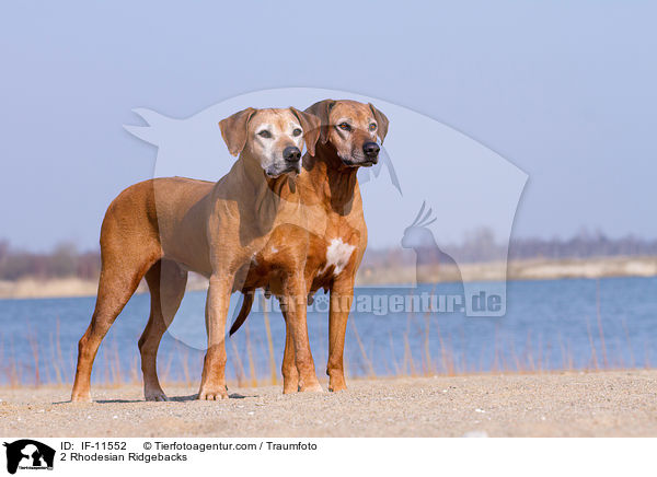 2 Rhodesian Ridgebacks / 2 Rhodesian Ridgebacks / IF-11552