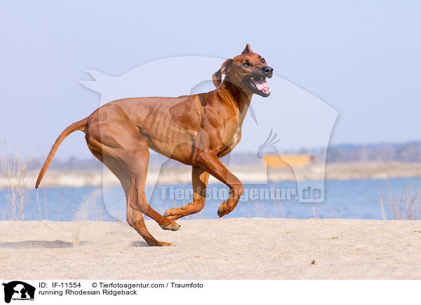 rennender Rhodesian Ridgeback / running Rhodesian Ridgeback / IF-11554