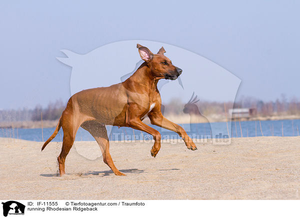 rennender Rhodesian Ridgeback / running Rhodesian Ridgeback / IF-11555