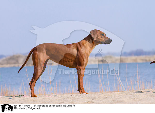 Rhodesian Ridgeback / Rhodesian Ridgeback / IF-11556