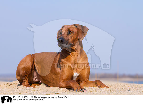 liegender Rhodesian Ridgeback / lying Rhodesian Ridgeback / IF-11565