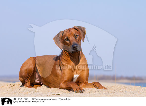 liegender Rhodesian Ridgeback / lying Rhodesian Ridgeback / IF-11566