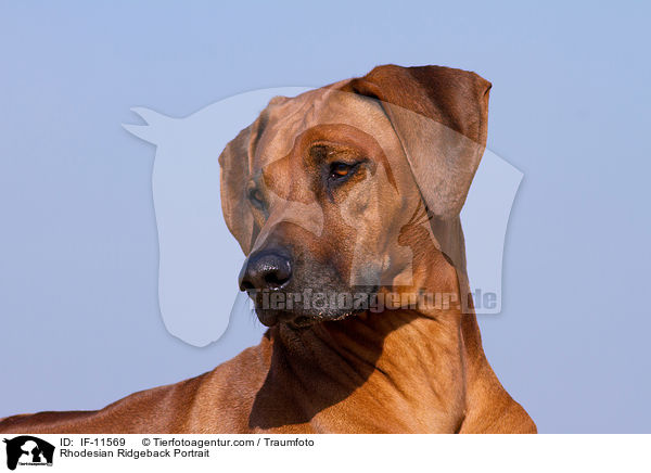 Rhodesian Ridgeback Portrait / Rhodesian Ridgeback Portrait / IF-11569