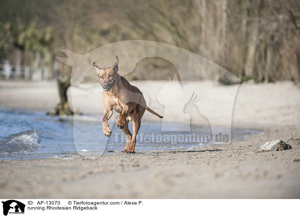 rennender Rhodesian Ridgeback / running Rhodesian Ridgeback / AP-13070