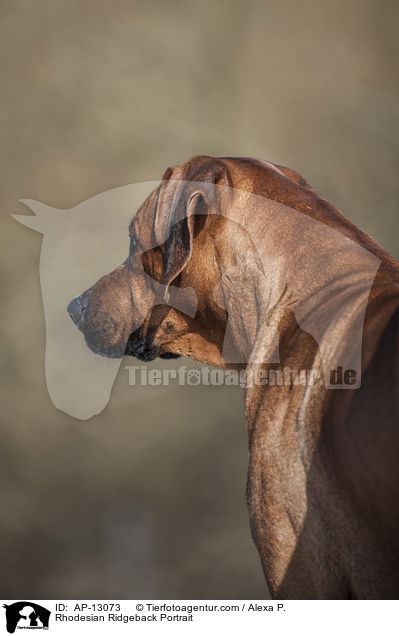 Rhodesian Ridgeback Portrait / Rhodesian Ridgeback Portrait / AP-13073